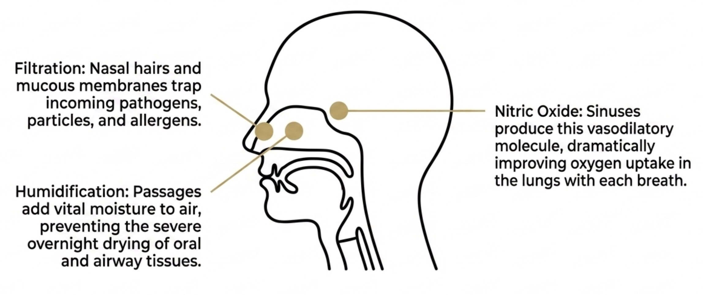 nasal breathing vs mouth breathing diagram showing filtration humidification nitric oxide